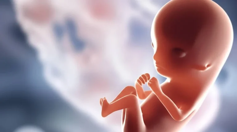 شکل جنین ۶ هفته سقط شده – راهنمای جامع و تصویری