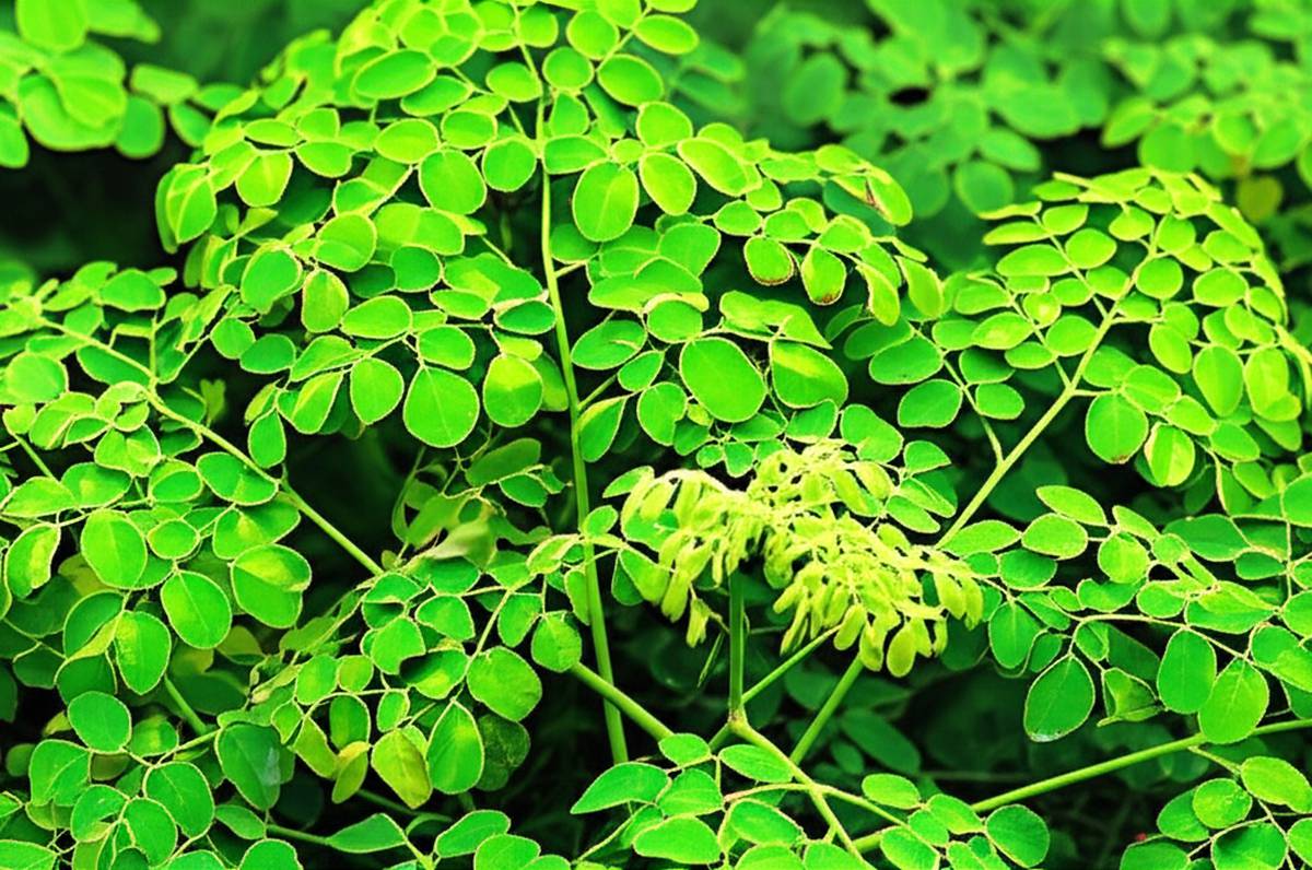 معرفی برند مورینگا: آشنایی کامل با محصولات و تاریخچه آن