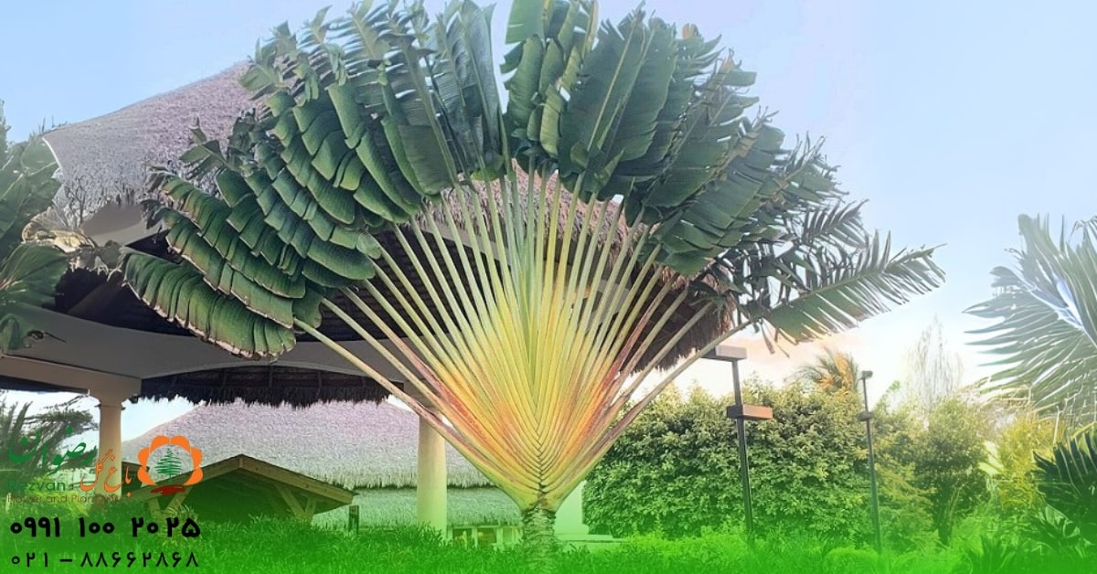 زیبایی | گل نحوه نگهداری نخل مسافر (راونالا ماداگاسکاری) | راهنمای کامل و اصولی