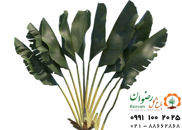 زیبایی | گل نحوه نگهداری نخل مسافر (راونالا ماداگاسکاری) | راهنمای کامل و اصولی